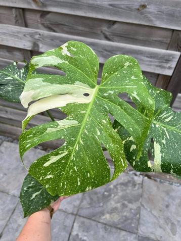 Monstera Thai Constellation beschikbaar voor biedingen