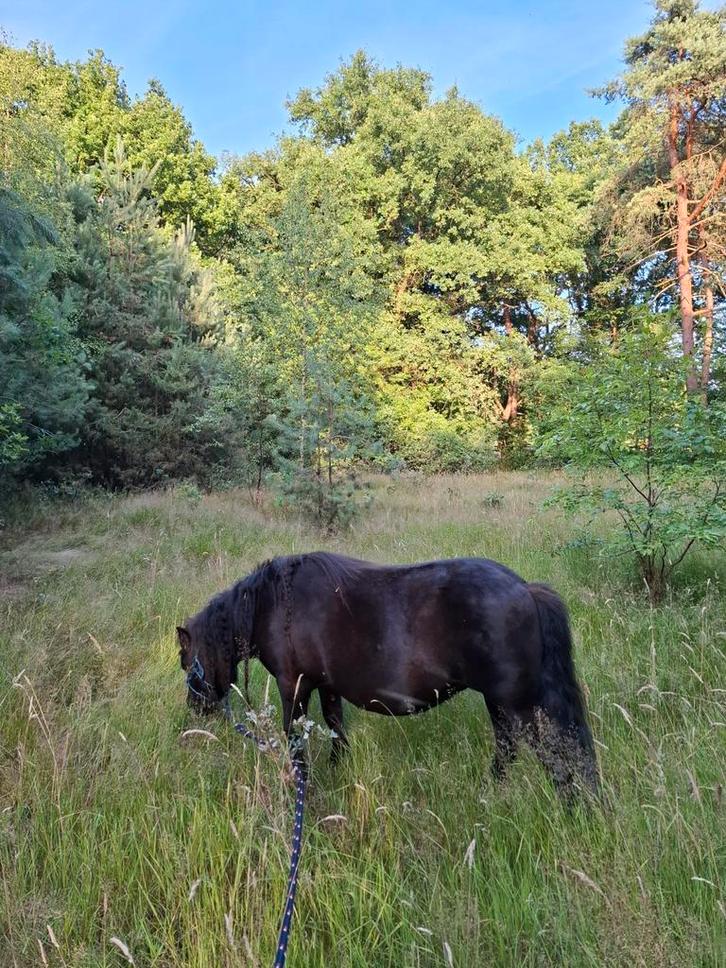 Stalhulp gezocht, Dieren en Toebehoren, Stalling en Weidegang
