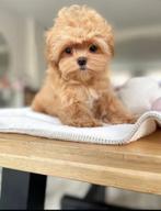 Exclusieve Maltipoo Micro pup (Maltezer/Azian Toy Poedel), Fokker | Hobbymatig, Rabiës (hondsdolheid), Overige rassen, 8 tot 15 weken