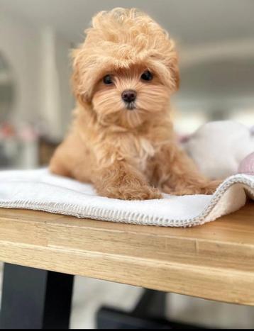 Exclusieve Maltipoo Micro pup (Maltezer/Azian Toy Poedel) beschikbaar voor biedingen