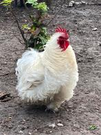 Cochin krulveer haan, Dieren en Toebehoren, Pluimvee, Mannelijk, Kip