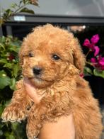 Super knappe mini labradoodle pups - mini doodle pups, Dieren en Toebehoren, Overige rassen, CDV (hondenziekte), 8 tot 15 weken