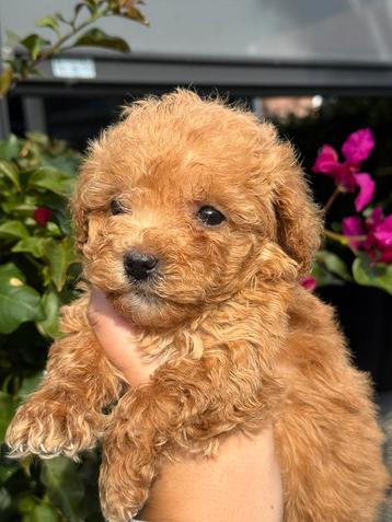Super knappe mini labradoodle pups - mini doodle pups beschikbaar voor biedingen