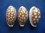 Schelpen: Cypraea cribraria L. gem 17-28mm, Verzamelen, Mineralen en Fossielen, Verzenden, Schelp(en)