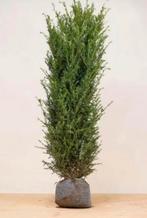 Taxus Baccata 160-180, Ophalen of Verzenden, Bloeit niet, Halfschaduw, Overige soorten
