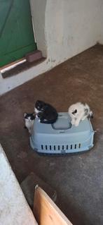 Kittens, Poes