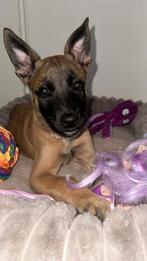 Bijzondere Herder-mix pup (Mechelse x Duitse), Dieren en Toebehoren, Rabiës (hondsdolheid), 8 tot 15 weken, Teef, Eén hond
