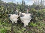 4 Brahma hennen, Dieren en Toebehoren, Pluimvee, Vrouwelijk, Kip