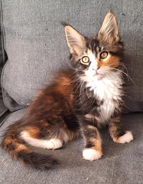 Maine coon poesje met stamboom, Dieren en Toebehoren, Katten en Kittens | Raskatten | Langhaar