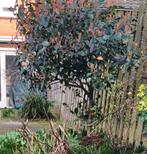 Boom, Glansmispel, +/- 2.30m, Tuin en Terras, Ophalen, Halfschaduw, Overige soorten