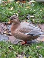 Mooi koppel kwakers, Dieren en Toebehoren, Pluimvee, Meerdere dieren, Eend