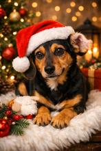 Luna  zoekt.baasje, Dieren en Toebehoren, Honden | Niet-rashonden, Particulier, 15 weken tot 1 jaar, Buitenland, Meerdere