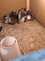 Chinese dwerkwartels., Dieren en Toebehoren, Pluimvee, Meerdere dieren, Overige soorten