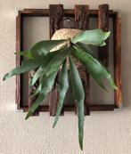 Platycerium Bifurcatum voor aan de muur., Huis en Inrichting, Kamerplanten, Ophalen of Verzenden, Halfschaduw