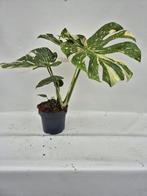 Monstera Thai Constellation, Overige soorten, In pot, Minder dan 100 cm, Groene kamerplant