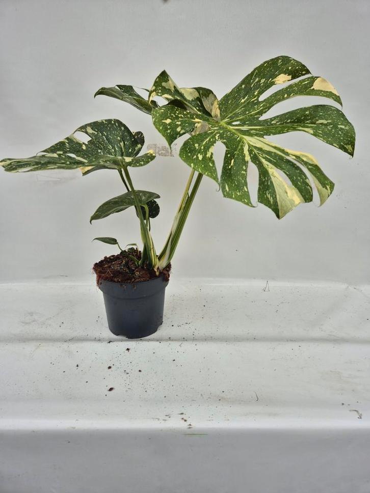 Monstera Thai Constellation, Huis en Inrichting, Kamerplanten, Overige soorten, Minder dan 100 cm, Groene kamerplant, Halfschaduw