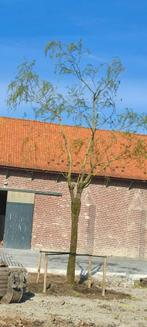 Salix sepulcralis 'Chrysocoma' Gele treurwilg grote boom, Overige soorten, Volle zon, Vaste plant, Ophalen of Verzenden