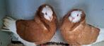 Te koop sierduiven Oudhollands kapucijnen duiven, Dieren en Toebehoren, Vogels | Duiven, Meerdere dieren, Overige soorten