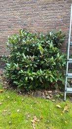 Skimmia struik, Ophalen of Verzenden, Overige soorten