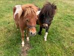 2 Bonte Mini Hengstjes – Eerste helft 2024, Dieren en Toebehoren, Pony's, Hengst, A pony (tot 1.17m), Recreatiepony, Gechipt