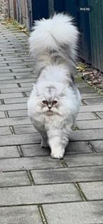 Britse langhaar kat (advertentie tijdelijk gepauzeerd)., Poes