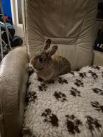 Konijn tekoop vrouwtje, Dieren en Toebehoren, Konijnen, Vrouwelijk, Middelgroot, 0 tot 2 jaar