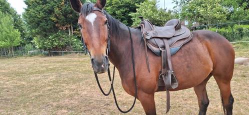 Barefoot Arizona maat 2 met VPS. Boomloos westernzadel., Dieren en Toebehoren, Paarden en Pony's | Zadels, Western, Ophalen of Verzenden
