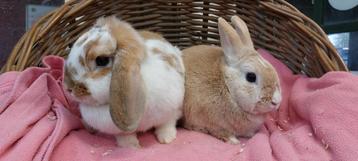 Konijnenkoppel BIBI & BAMBI uit de opvang zoeken een huis! beschikbaar voor biedingen