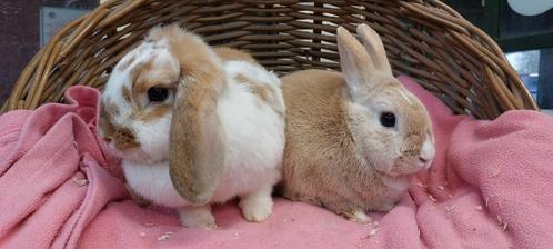 Konijnenkoppel BIBI & BAMBI uit de opvang zoeken een huis!, Dieren en Toebehoren, Konijnen, Dwerg, Meerdere dieren