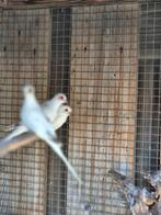 Wit bonte en bijna witte duifjes, Dieren en Toebehoren