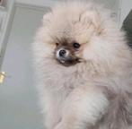 Pomeranian pomeriaan, Dieren en Toebehoren, Honden | Poolhonden, Keeshonden en Oertypen, Rabiës (hondsdolheid), Reu, 8 tot 15 weken