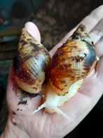 Afrikaanse Agaatslak,  reuzeslak, Dieren en Toebehoren, Mei, Meerdere dieren