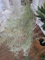 Kunst hang plant Spaans mos foto 1 t/m 4, Belle Vieille Brocante, Nieuw, Ophalen of Verzenden, Jolandamonsieurs@gmail.com