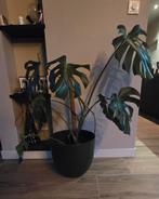 Monstera Deliciosa (zonder pot), Huis en Inrichting, Ophalen