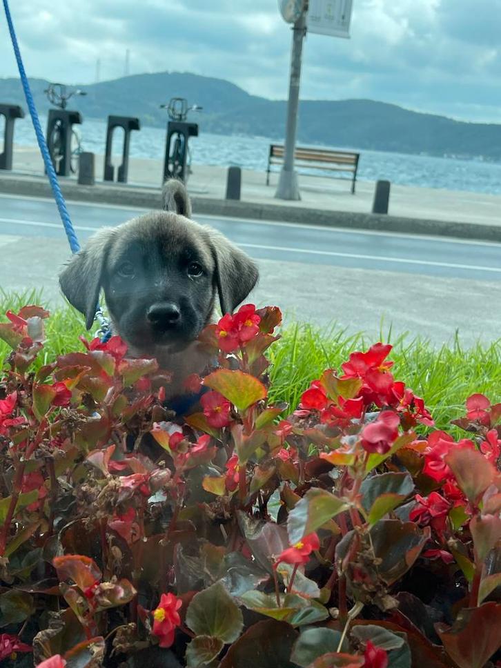 Turkse Kangal ter overname aangeboden, Dieren en Toebehoren, Honden | Bulldogs, Pinschers en Molossers, Reu, Overige rassen, Particulier