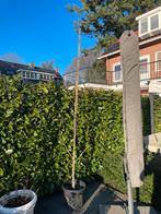 Notenboom Juglans Regia in pot, Tuin en Terras, Planten | Bomen, Lente, 100 tot 250 cm, Volle zon, In pot