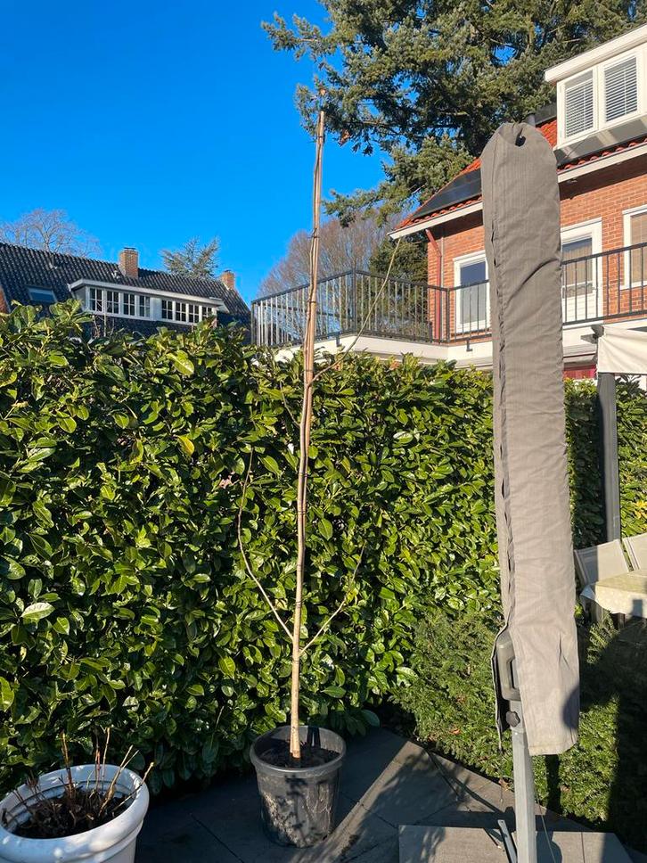 Notenboom Juglans Regia in pot, Tuin en Terras, Planten | Bomen, Overige soorten, 100 tot 250 cm, Volle zon, Lente, In pot, Ophalen of Verzenden