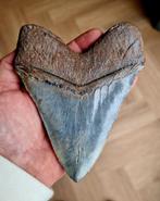 Megalodon haaientand, blue site USA, 14.5 cm, Verzamelen, Mineralen en Fossielen, Ophalen of Verzenden, Fossiel
