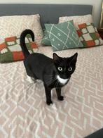 Lieve zwarte poes opzoek naar liefdevol huisje, Poes
