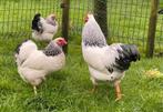 Wyandotte Colombia ter overname, Dieren en Toebehoren, Pluimvee, Meerdere dieren, Kip
