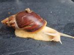 Reuzenslakken /  Agaatslakken, Dieren en Toebehoren, Overige Dieren, Augustus, Meerdere dieren