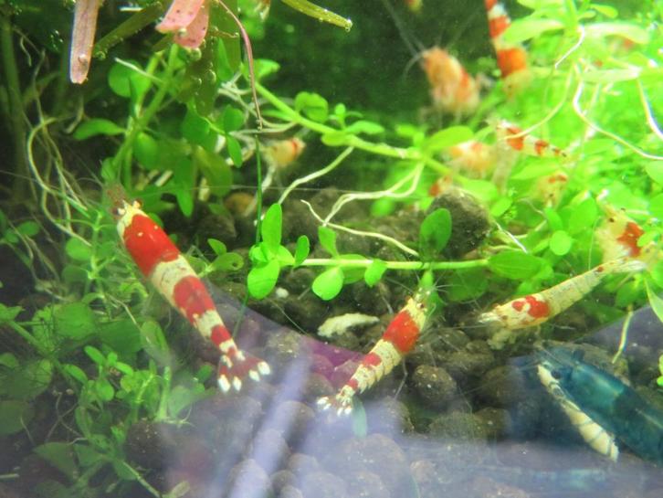 Crystal Red garnalen, gewoon op kraanwater, ophalen in Oss, Dieren en Toebehoren, Vissen | Aquariumvissen, Kreeft, Krab of Garnaal