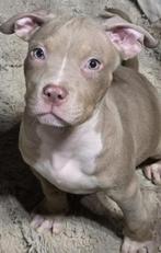 AMERICAN BULLY XL. laatste 2 pups 700€ Whatsapp 0626771256, Dieren en Toebehoren, Honden | Bulldogs, Pinschers en Molossers, Parvo