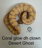 Koningspython ballpython Coral Glow dh Clown DesertGhost man, Dieren en Toebehoren, Reptielen en Amfibieën, Slang