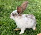 Lieve handtamme konijntjes, Dieren en Toebehoren, Meerdere dieren