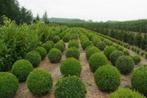 Taxus bollen, Tuin en Terras, Ophalen, Taxus, Struik, Minder dan 100 cm