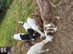 geiten, Dieren en Toebehoren, Schapen, Geiten en Varkens, Meerdere dieren, Geit