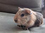 Jong Cavia beertje, Dieren en Toebehoren, Cavia, Mannelijk, Januari, Tam