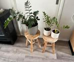 Zz planten, Ophalen, Overige soorten, Minder dan 100 cm