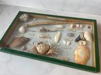 Prachtige vintage vitrine box met verzameling schelpen, Ophalen of Verzenden